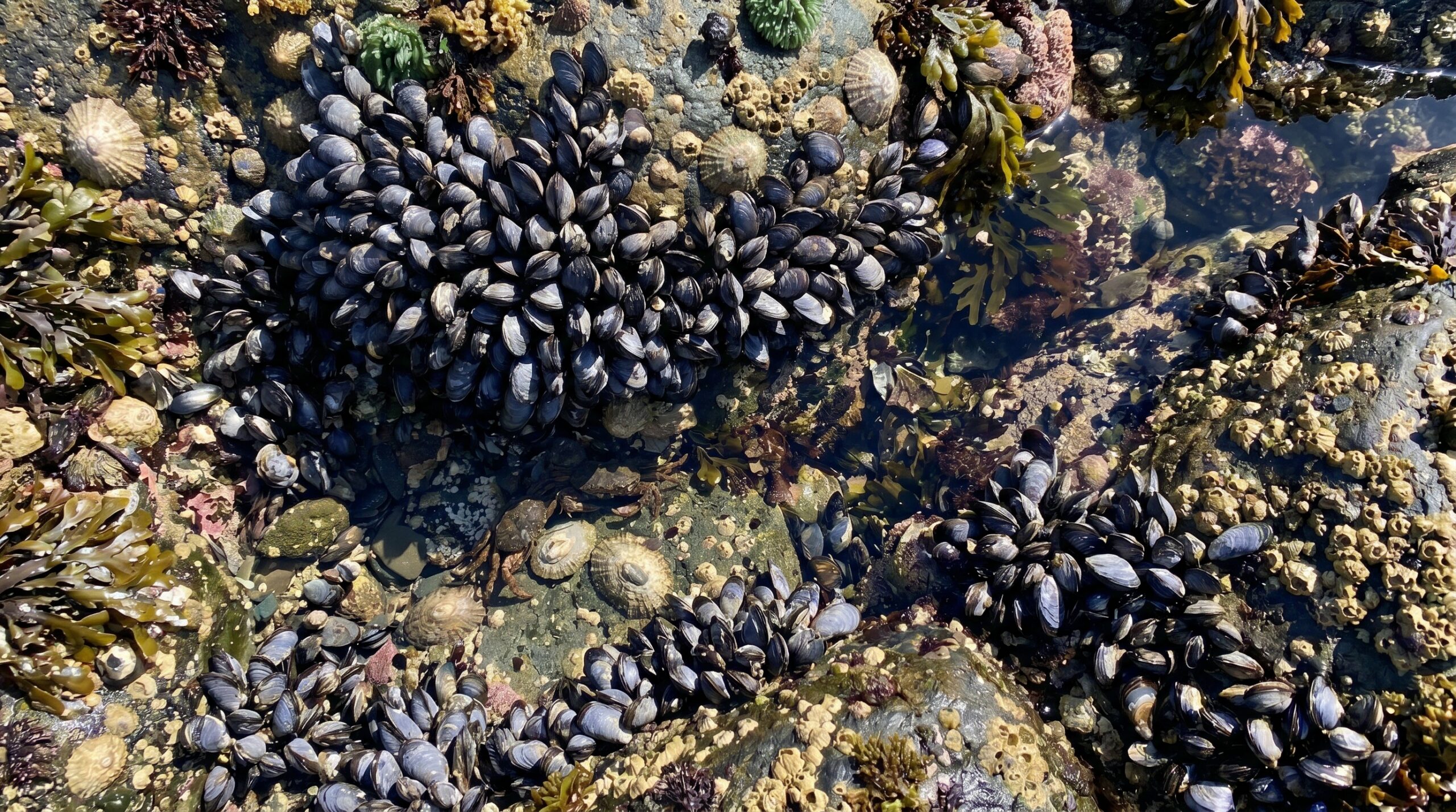 What Dramatically Changes When Starfish Are Removed?
