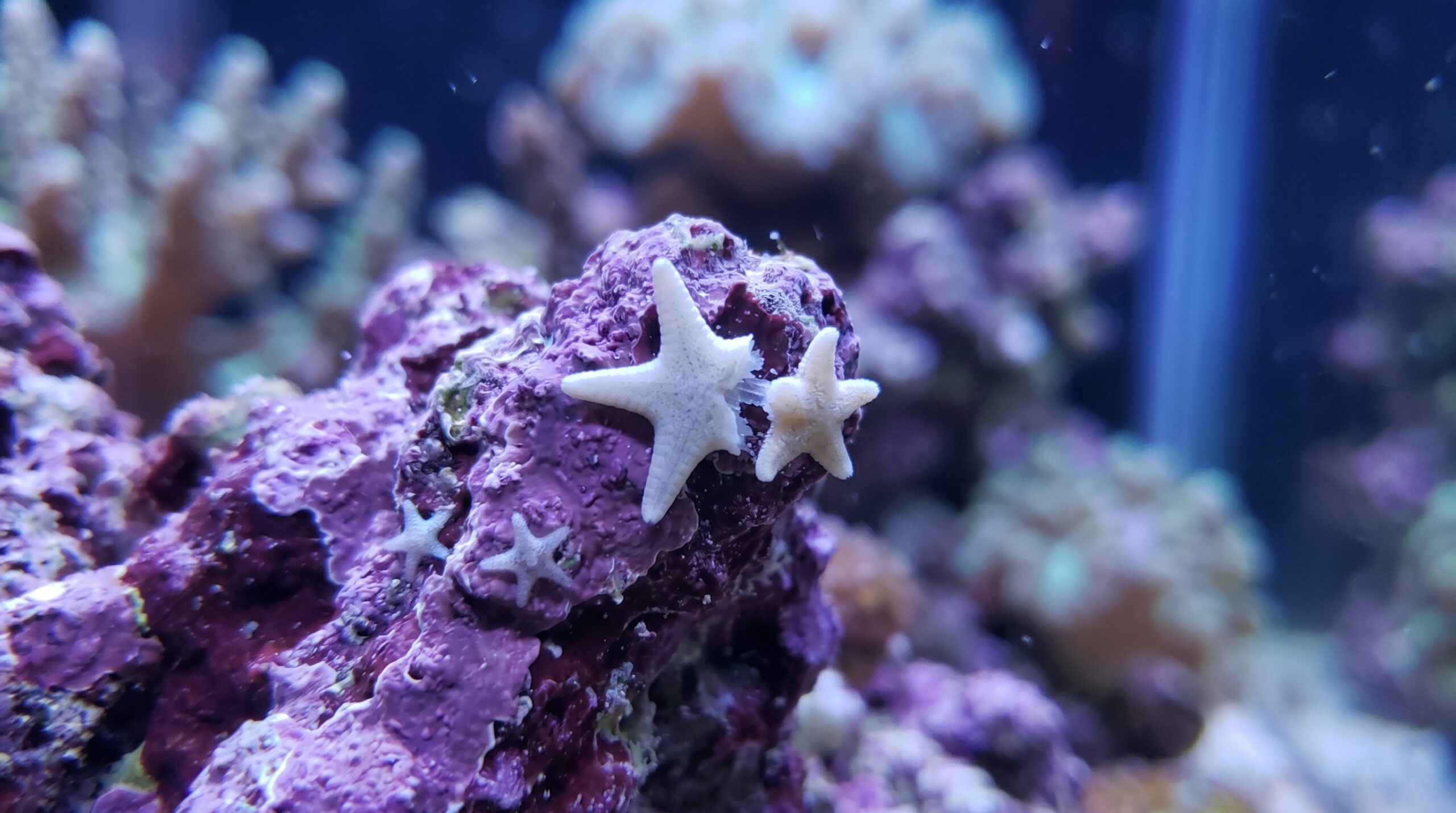 What is an Asterina Starfish? Biology, Diet, and Lifespan Explained